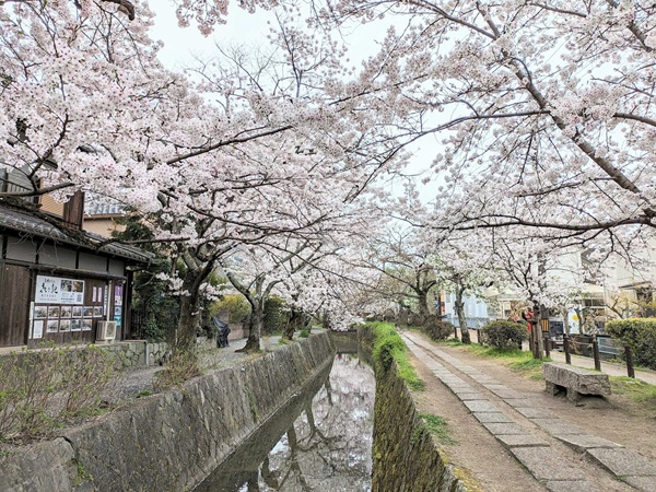 Địa điểm ngắm hoa anh đào Kyoto
